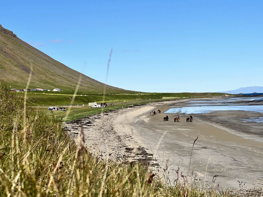 Horses on the beach
