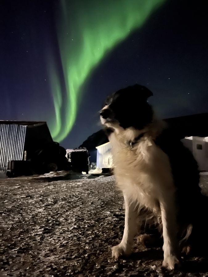 The dog under the northern lights