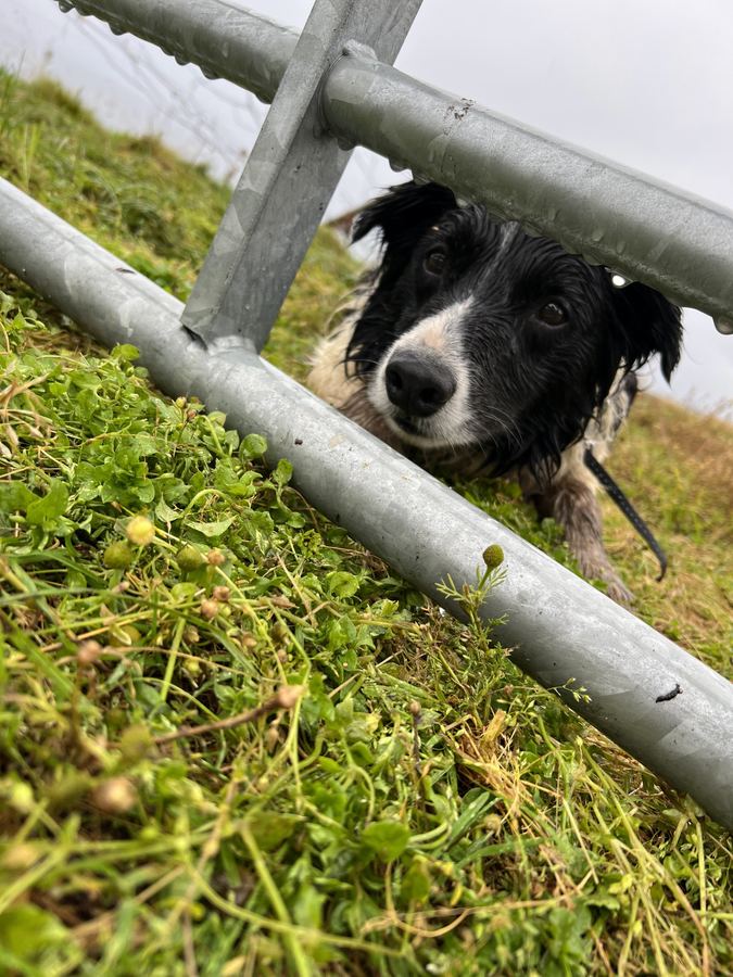 The farm dog