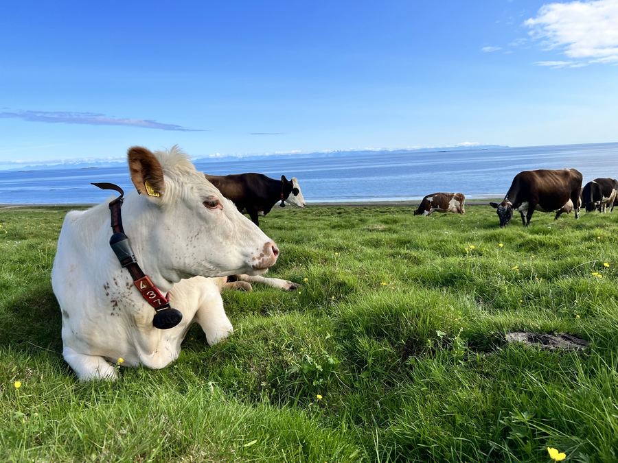 Cows grazing by the sea