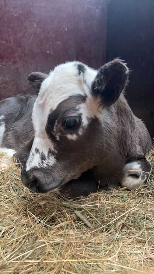 A calf in the hay