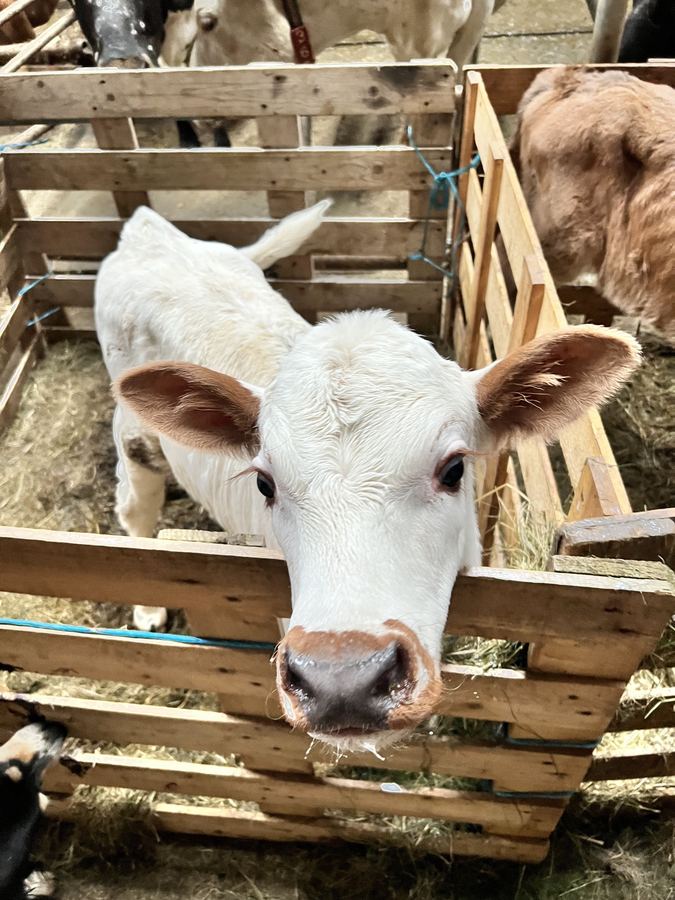 A calf sticking its tongue out
