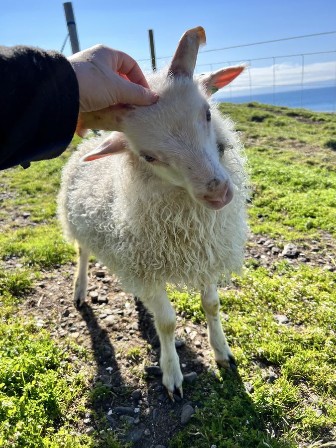 A sheep in the field