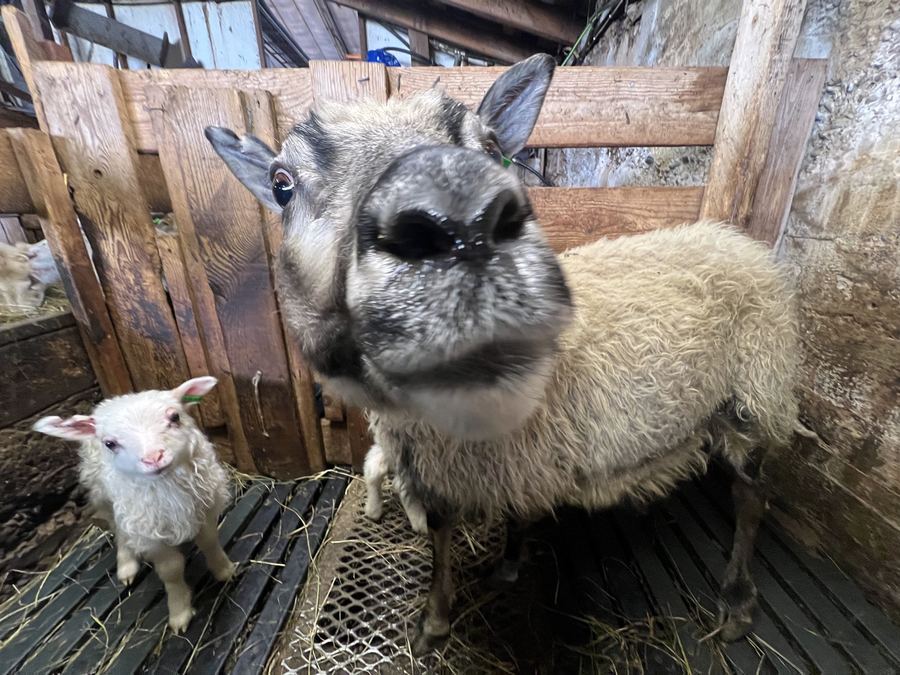 Ewe and lamb