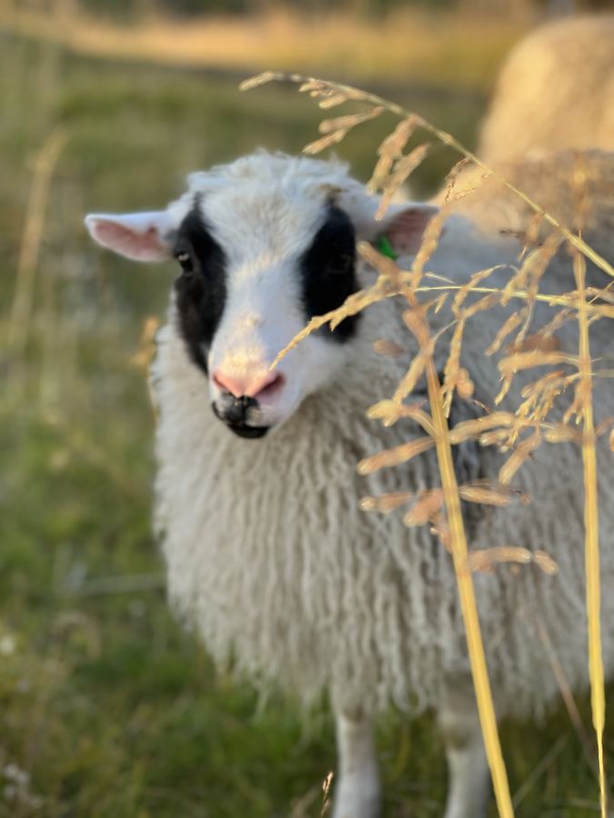 A sheep