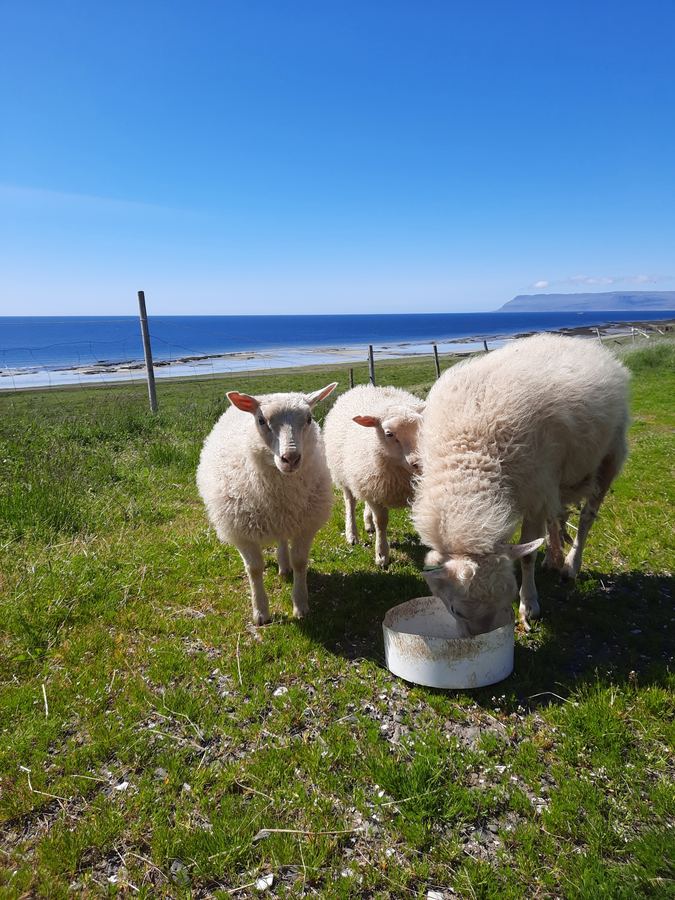 Sheep in the field