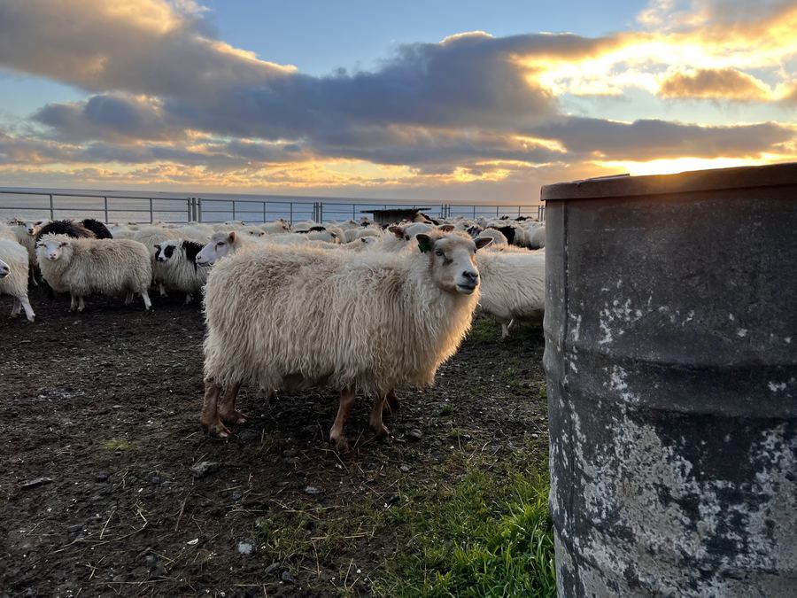 Sheep at sunset