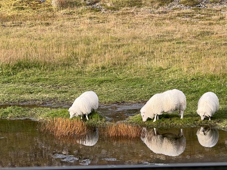 Sheep by a pond