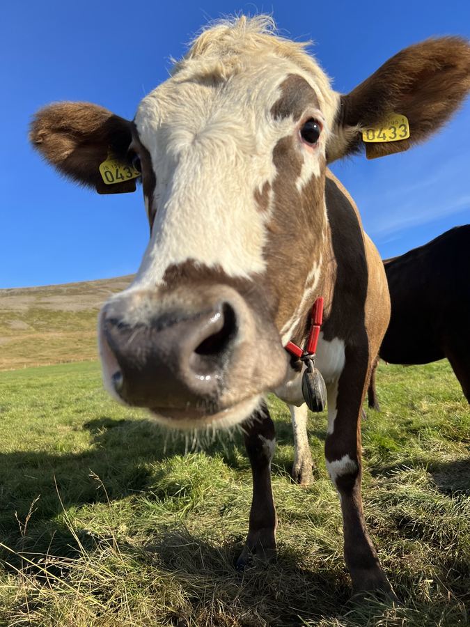 A curious cow