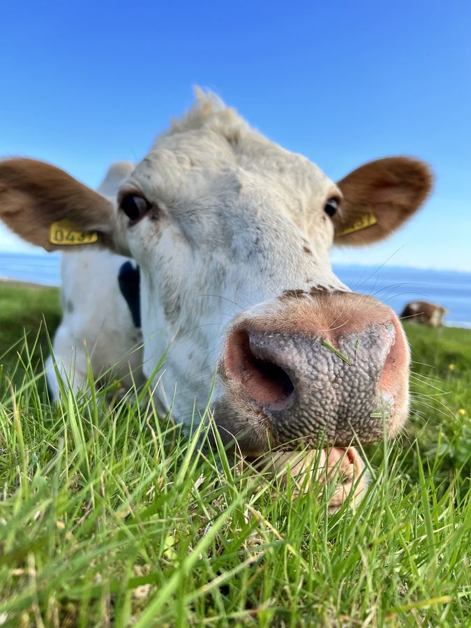 A cow in the grass