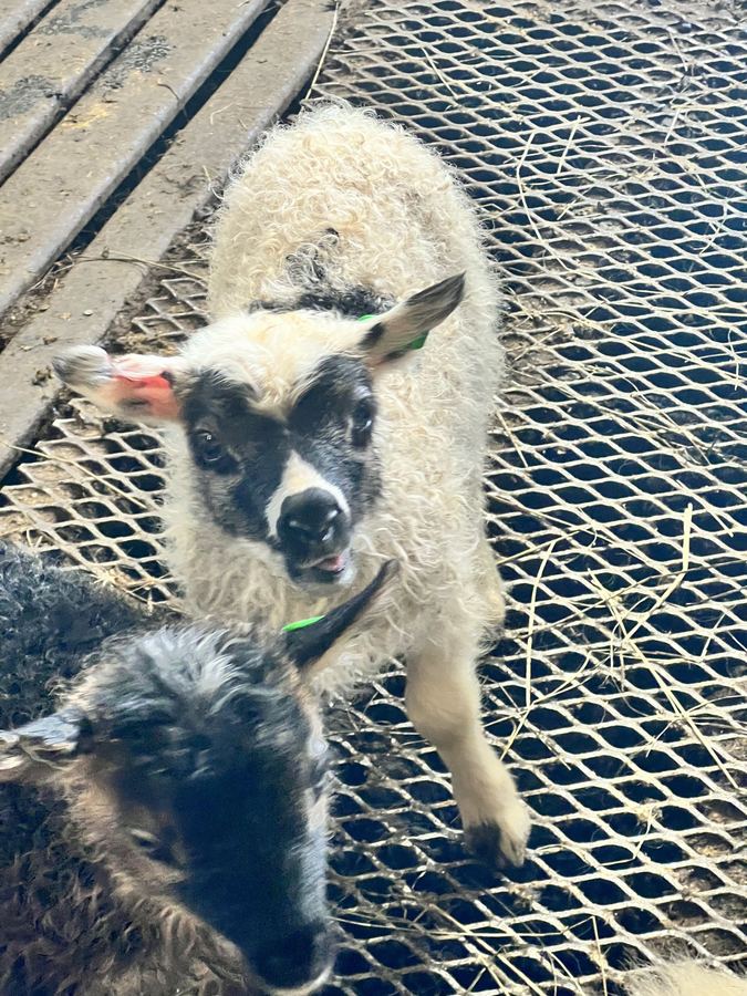 A lamb