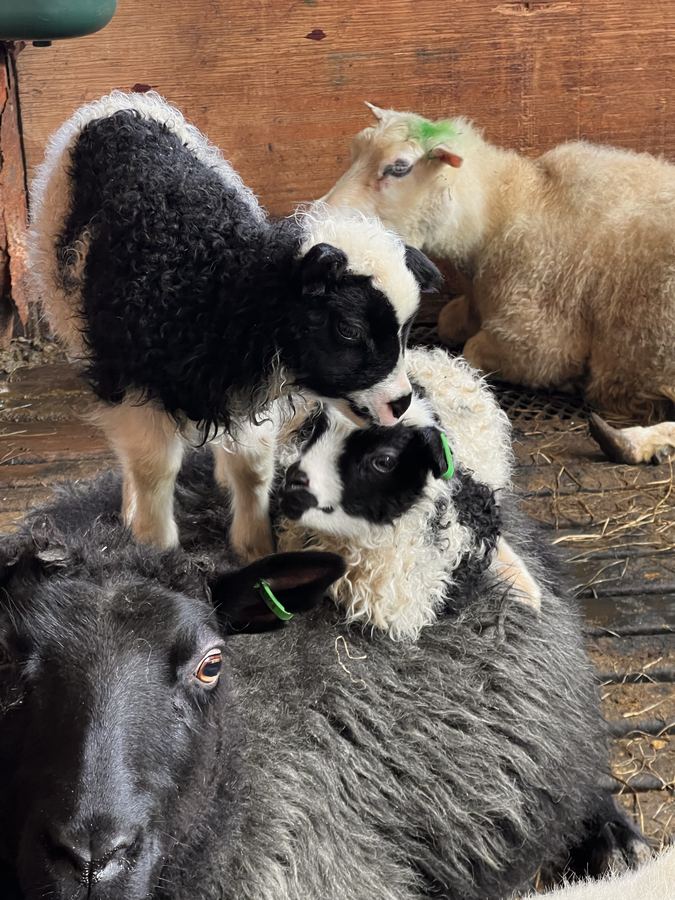 Lambs in the barn