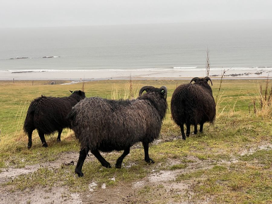 Black sheep